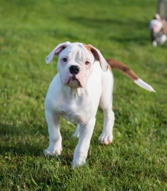 Amerikan Bulldog köpeği doğada