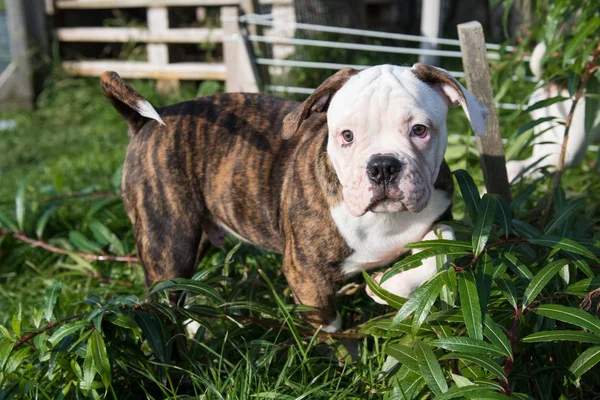 Amerikaanse Bulldog puppy op de natuur — Stockfoto