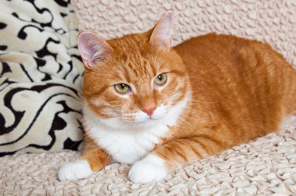 Рыжая кошка, лежащая на диване — стоковое фото