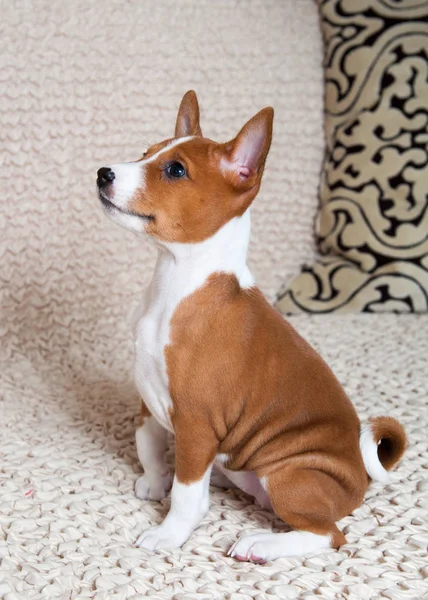 Petit chien Basenji rouge chiot — Photo