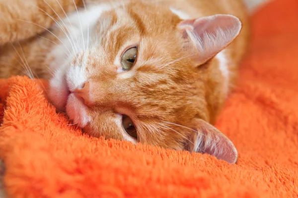 Gato rojo cayó enfermo — Foto de Stock