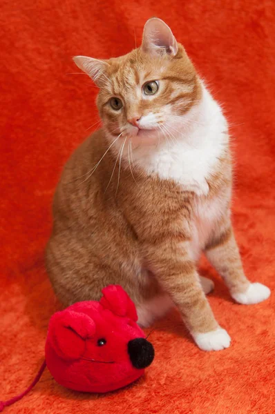 Gato vermelho com rato de brinquedo de pelúcia — Fotografia de Stock