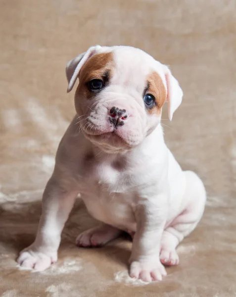 Lustige rote weiße Farbe amerikanische Bulldogge Welpe auf hellem Hintergrund. — Stockfoto