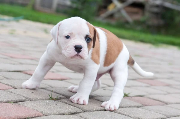 The puppy is lost. Funny nice red white coat American Bulldog puppy is walking on nature