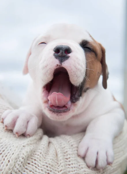 Cucciolo Bulldog americano divertente sulle mani — Foto Stock