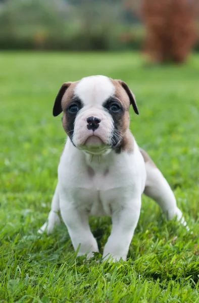 Engraçado bonito cachorrinho Bulldog americano vermelho está andando na grama — Fotografia de Stock