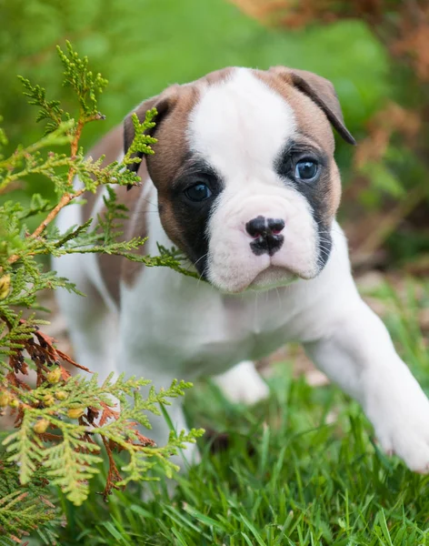Engraçado bonito cachorrinho Bulldog americano vermelho está andando na grama — Fotografia de Stock