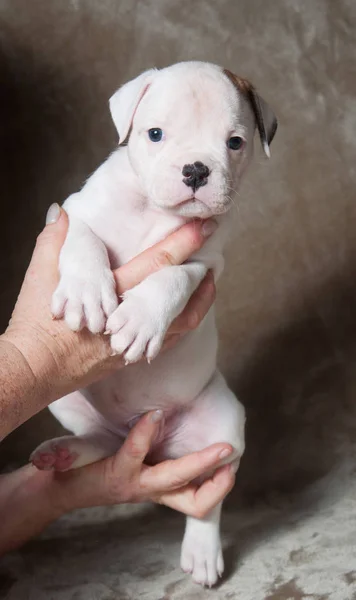 Mały amerykański Bulldog szczeniak na rękach na jasnym tle — Zdjęcie stockowe