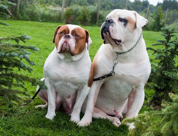 Dos Bulldogs Americanos rojos blancos en el patio de la casa . — Foto de Stock