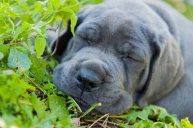 Gri Danua köpek yavrusu