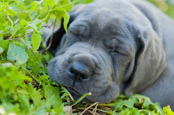 Gray Great Dane dog puppy — Stock Photo, Image