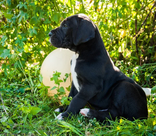 Black Great Dane dog puppy portrait — Stock Photo, Image