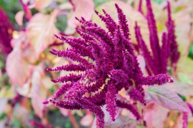 celosia Çiçek bahçesinde