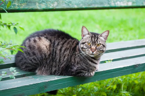 Bankta tekir kedi — Stok fotoğraf