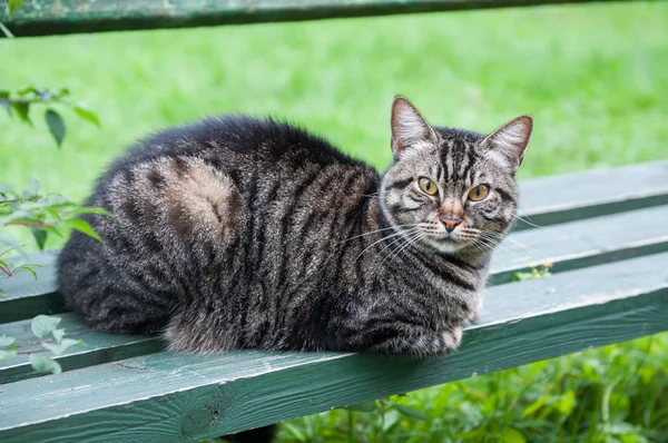 Bankta tekir kedi — Stok fotoğraf