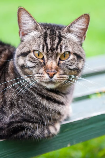 Tabby katt på bänken — Stockfoto