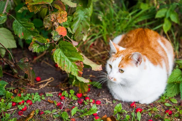 Кот сидит в красных ягодах и осенних листьях листьев — стоковое фото