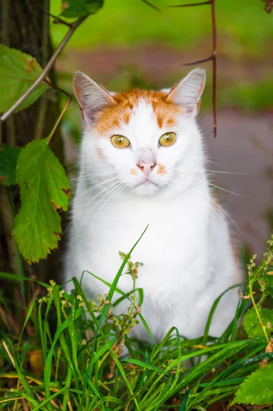 Kedi içinde kırmızı meyveler oturuyor ve yeşillik sonbahar yaprakları — Stok fotoğraf