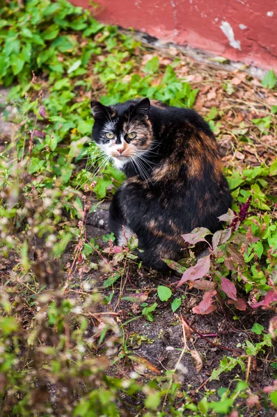 Feige ungewöhnlich gefleckte mehrfarbige Katze — Stockfoto