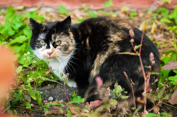 Cobarde inusual manchado multicolor gato — Foto de Stock