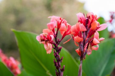 Kırmızı canna lily