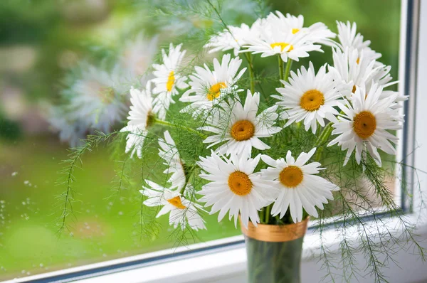 Bouquet of camomiles — Stock Photo, Image