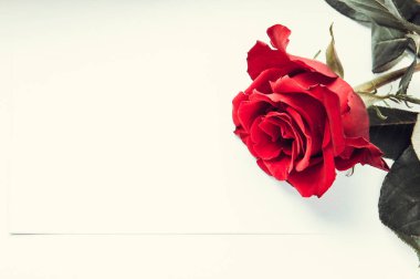 kırmızı gül ve beyaz kağıt levha