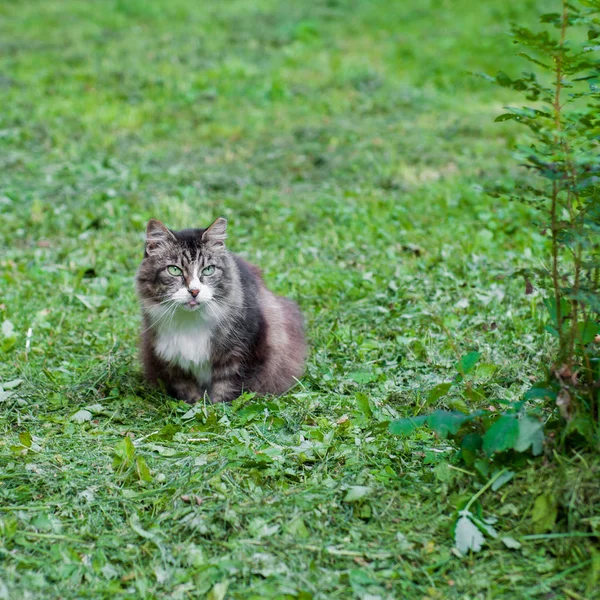 Cat in green field — Stock Photo, Image