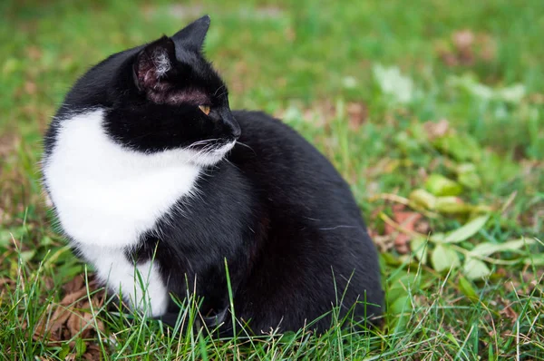 緑の草原の中の猫 — ストック写真