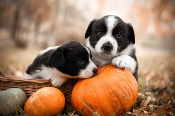 kabaklar sepetle poz yavru köpekler