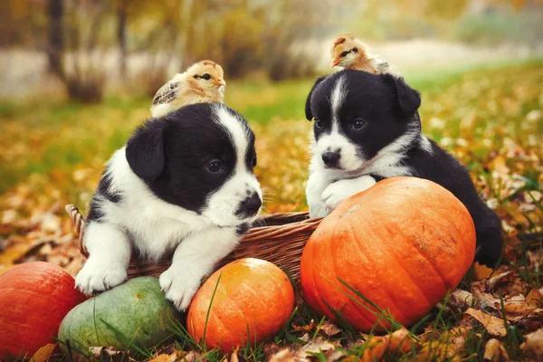 Welpen Hunde und Hühner posieren mit Kürbissen — Stockfoto