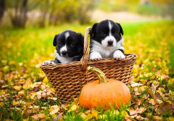 kabaklar sepetle poz yavru köpekler