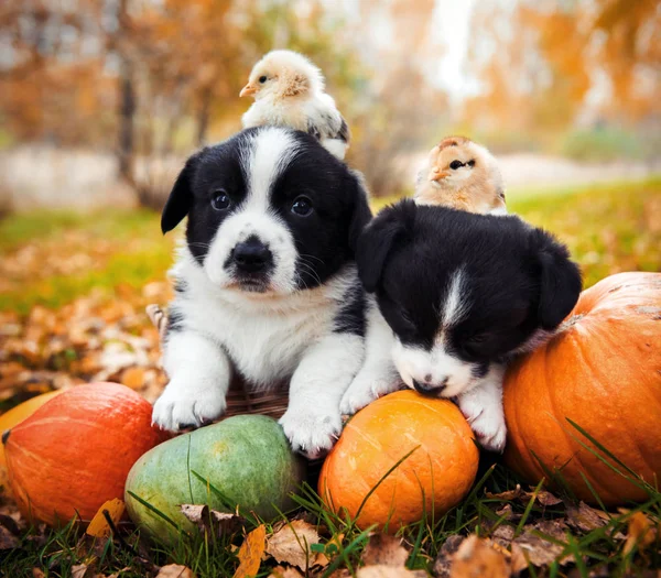 puppies dogs and chicken posing with pumpkins