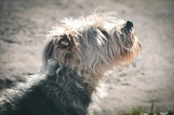 Bellender Hund draußen — Stockfoto