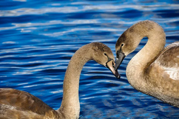 Due cigni innamorati, a forma di cuore — Foto Stock