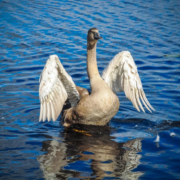 Kuğu kanatlarını çırpıyor — Stok fotoğraf