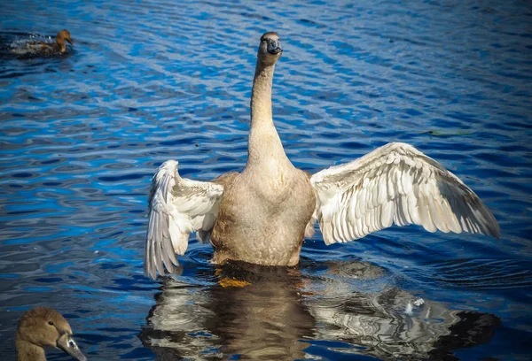 Swan flaxar med vingarna — Stockfoto
