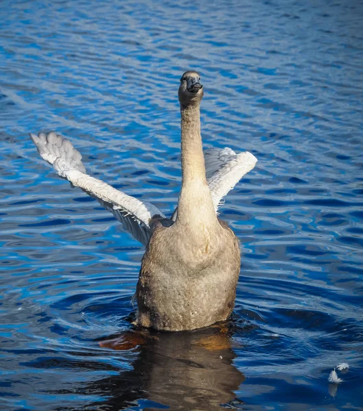 Cisne está agitando sus alas — Foto de Stock