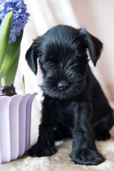 Filhote de cachorro Schnauzer em miniatura com flores — Fotografia de Stock