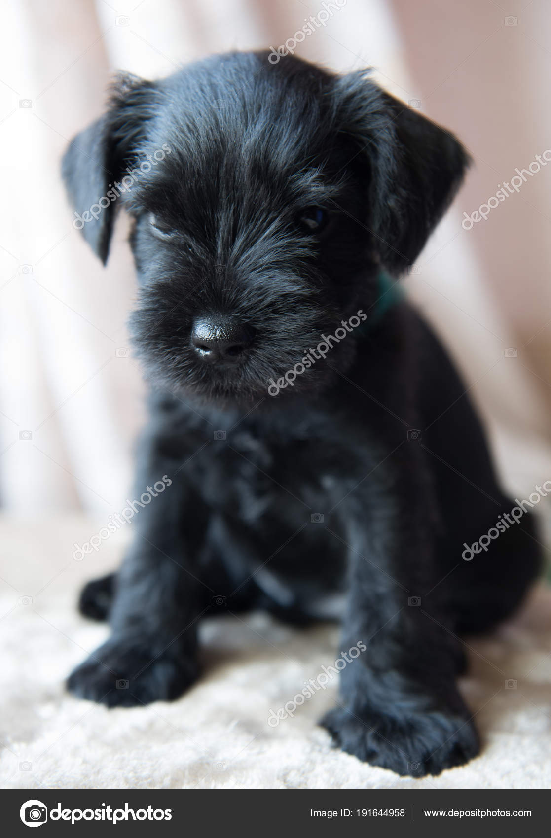 schnauzer puppy