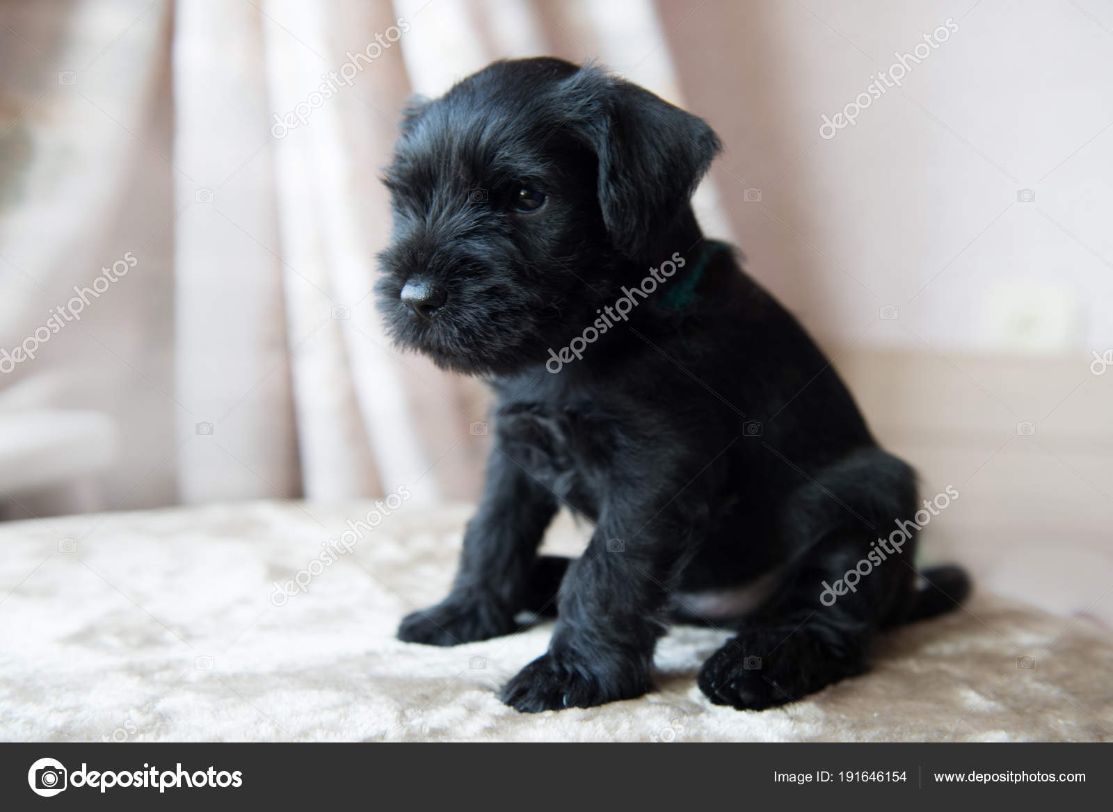 Zwergschnauzer Welpe — Stockfoto © zannaholstova 191646154