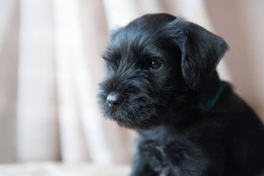 minyatür schnauzer köpek yavrusu