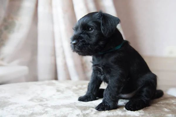 Miniature Schnauzer hvalp - Stock-foto