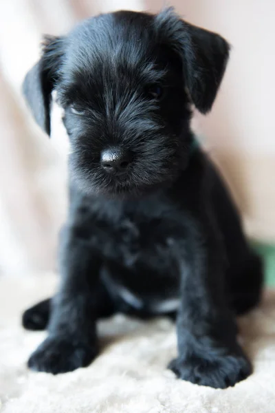 Cucciolo schnauzer in miniatura — Foto Stock