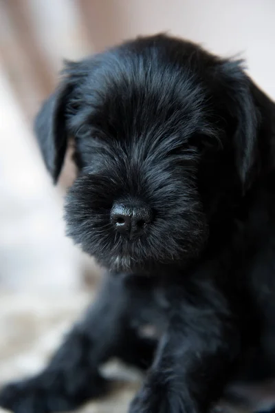 Cachorrinho Schnauzer em miniatura — Fotografia de Stock