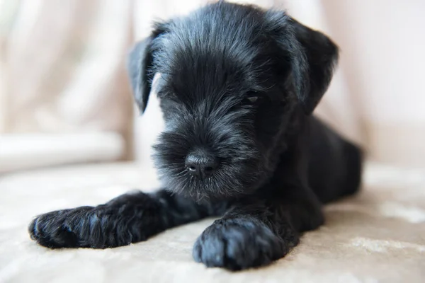 Cachorro schnauzer miniatura —  Fotos de Stock