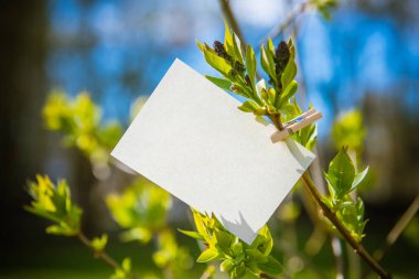 Yeşil yaprakları arka plan üzerinde beyaz kart