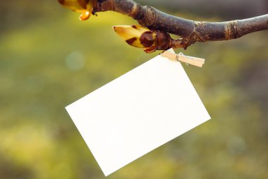 Yeşil yaprakları arka plan üzerinde beyaz kart