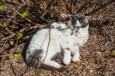 ilkbaharda beyaz kedi yatan ve güneşin tadını çıkarma