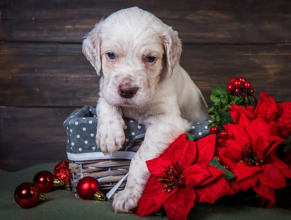 English setter puppy with poinsettia red flowers.